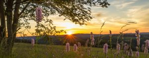 Sonnenuntergang am Bergwiesenpfad in Altastenberg